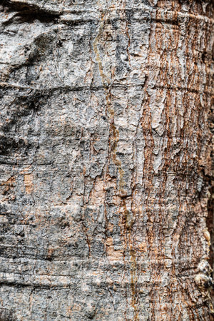 Close up of a tree bark texture. Background and texture for design.の写真素材