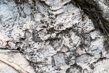 Close up of tree bark texture background. Abstract background and texture for design.の写真素材