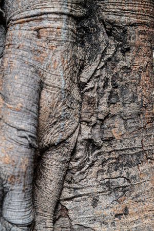 Close up of the trunk of a tree in the park. Textureの写真素材