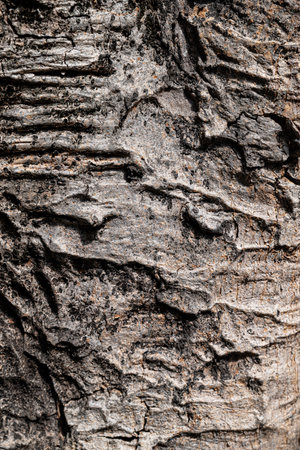 Bark of tree texture background. Abstract background and texture for design.の写真素材