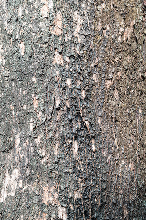 Bark of tree texture background. Closeup of tree bark.の写真素材