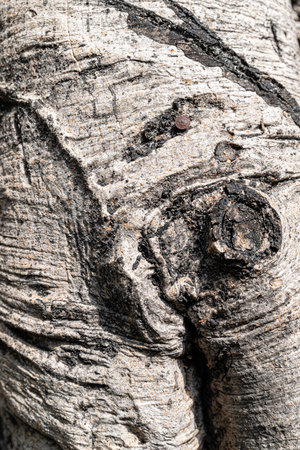 bark of birch tree as background, closeup of photoの写真素材