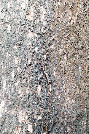 Bark of tree texture background. Close up of tree bark.の写真素材