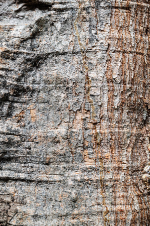 Tree bark texture background. Tree bark texture background. Tree bark texture background.の写真素材