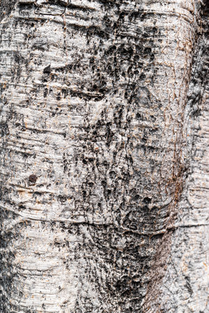 Old tree bark texture. Abstract background and texture for design. Copy space.の写真素材