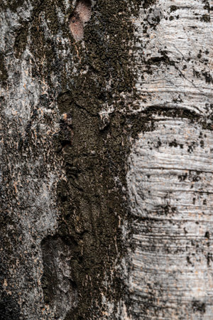 Bark of birch tree texture background. Close up of tree bark.の写真素材