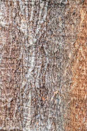 The bark of tree texture background, Philippines. (Selective focus)の写真素材