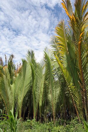 Nipah palm forest, tropical tree or leafの写真素材