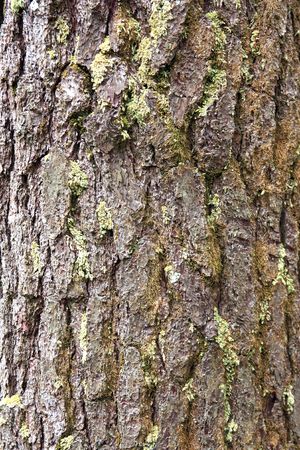 wood skin textureの写真素材