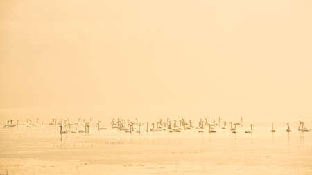 Swan Lake in the early morningの写真素材