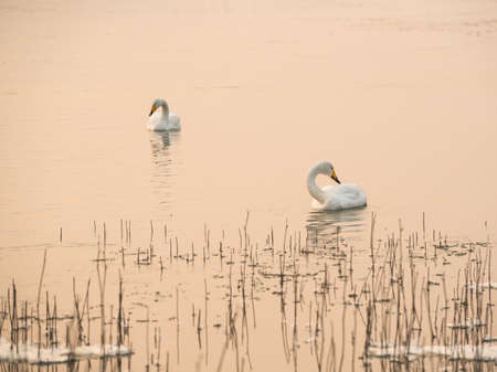 Two swansの写真素材