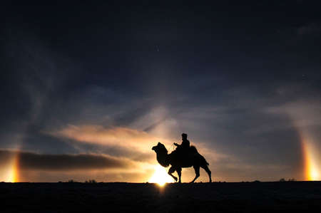 camel in the sunset lightの写真素材