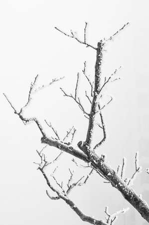Urban garden snow sketchの写真素材
