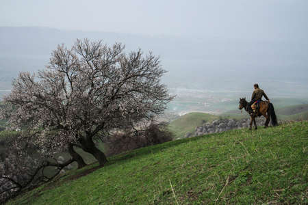 Yili apricot ditch sceneryのeditorial素材