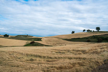 Wheat field in Tianshan Mountainsの写真素材