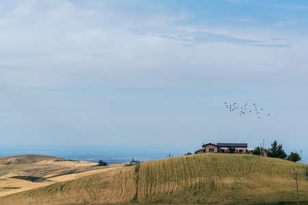 Wheat field in Tianshan Mountainsのeditorial素材
