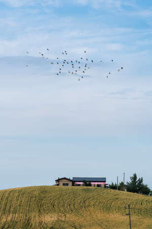 Wheat field in Tianshan Mountainsの写真素材
