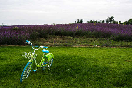 bike and purple flowersのeditorial素材
