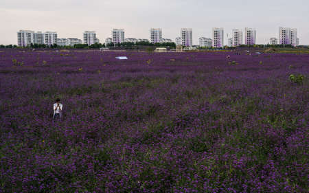 purple flowers fieldのeditorial素材