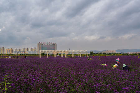 Jinchang Flower Cityのeditorial素材