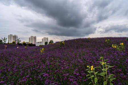 sunflower and purple flowersの写真素材