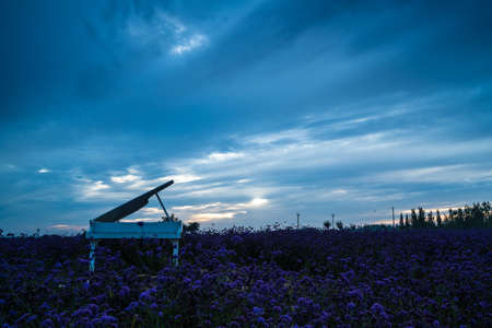 Lavender Gardenの写真素材