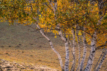 Birch tress landscape view