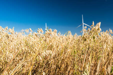 oat fieldの写真素材