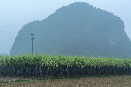 Sugar cane fieldsの写真素材