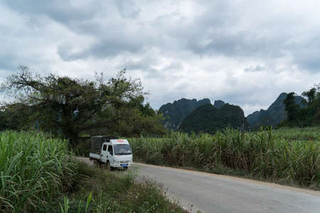 Sugar cane fieldsのeditorial素材