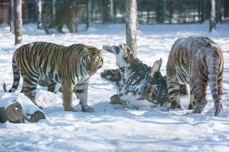 Siberian Tiger close up viewの写真素材
