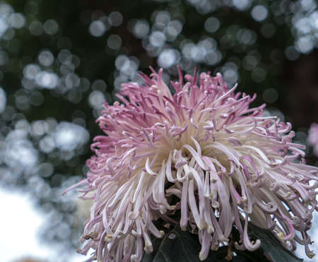 Chrysanthemumの写真素材
