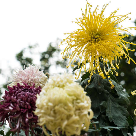 Chrysanthemumの写真素材