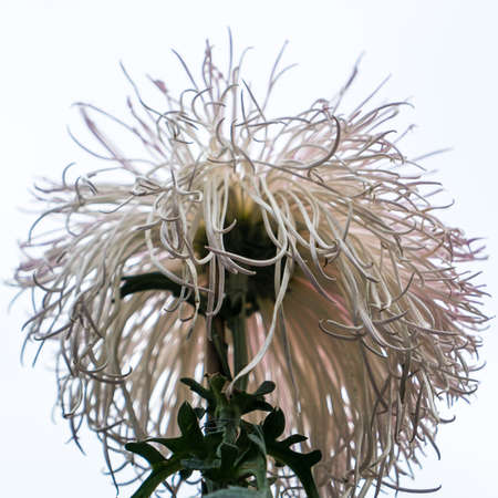 Chrysanthemumの写真素材