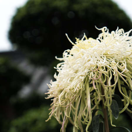 Chrysanthemumの写真素材