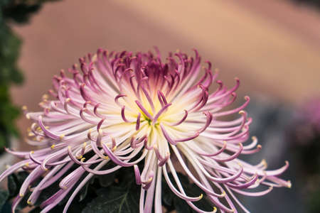 Chrysanthemumの写真素材