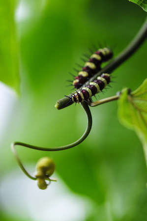 Butterfly larvaの写真素材