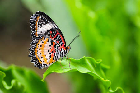 butterflyの写真素材