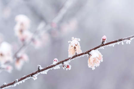 Ice and snow peach blossomの写真素材