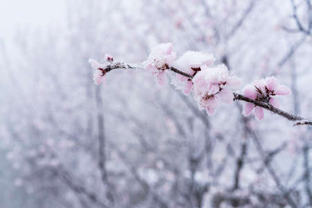 Ice and snow peach blossomの写真素材