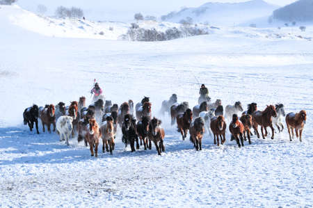horses running in the winter
