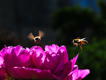 peony flower