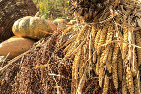 rural Harvest