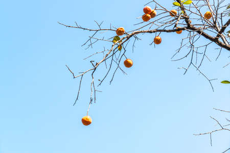 Persimmons of the northの写真素材