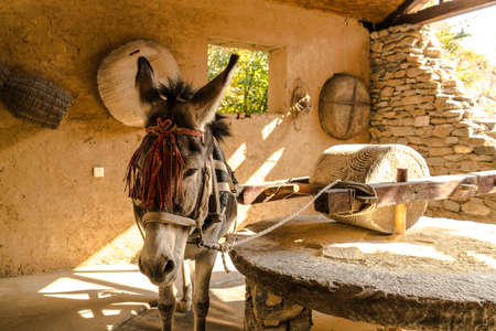 donkey pulling the rollerの写真素材