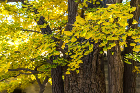 Ginkgo tree