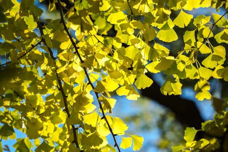 Ginkgo tree