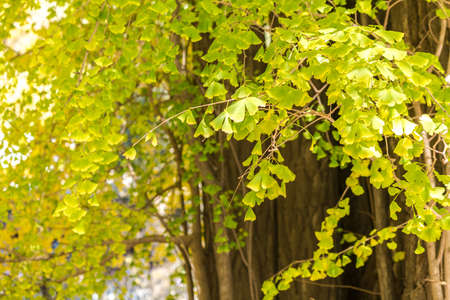 Ginkgo tree