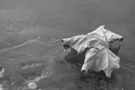 fallen leaf on water