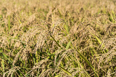 Chinese rice paddy fieldの写真素材